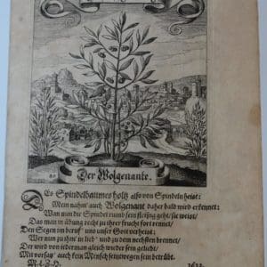 Merian 1623 Botany Engraving 80