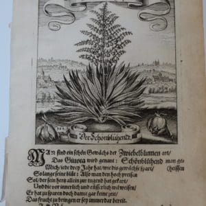 Merian 1642 Yucca Engraving 384