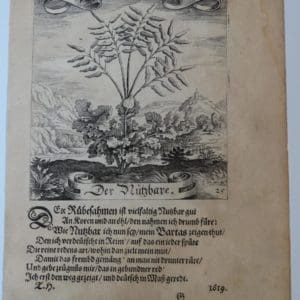Merian Pepper Plant Engraving25