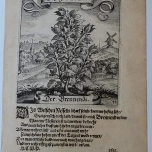 Merian Simple Botany Landscape48