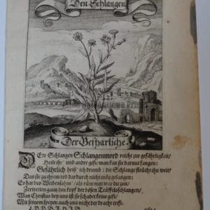 Merian flower engraving from 1624