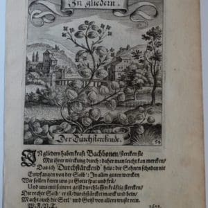 Merian simple flower engraving54