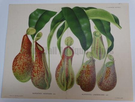 Beautiful hand finished color lithograph of a carniverous pitcher plant.