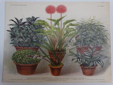 Newly introduced plants. Winners at the L'Horticulture Internationale Bruxelles. Late 19th century Gardening Show.