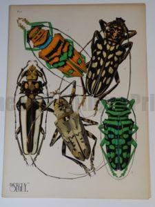 Pochoir Insects Seguy plate4