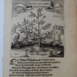 Rare Horticultural Engraving Merian270