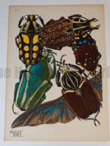 Seguy Insectes Beetles11