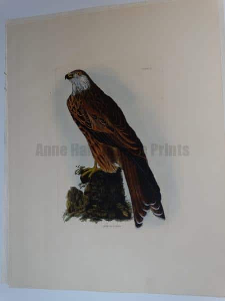 Selby Kite or Glead Engraving published by Lizars in London from 1817-1834 for John Prideaux Selby.  Water colored copper plate engraving on J Whatman paper.  20 1/2 x 25 1/2" 