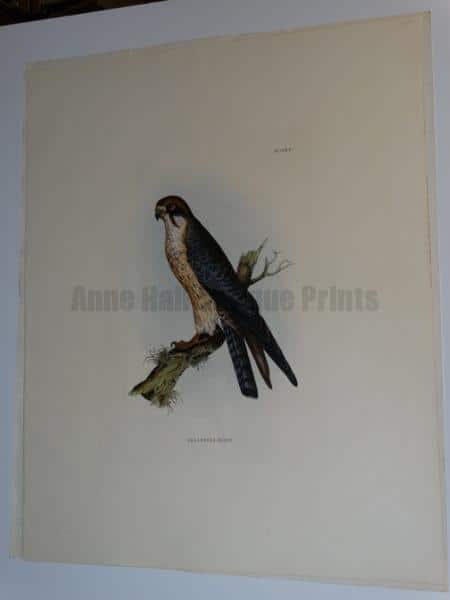 Selby Red Legged Hobby Engraving published by Lizars in London from 1817-1834 for John Prideaux Selby.  Water colored copper plate engraving on J Whatman paper.  20 1/2 x 25 1/2" 