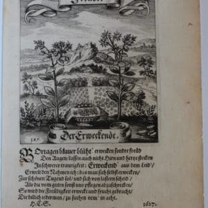 Simple 17th Century Garden137