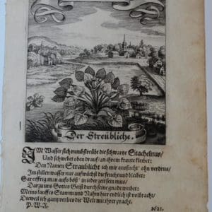 Simple Botanical Streubliche Merian