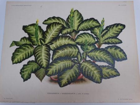 Bright yellow and green houseplants, tropical species.