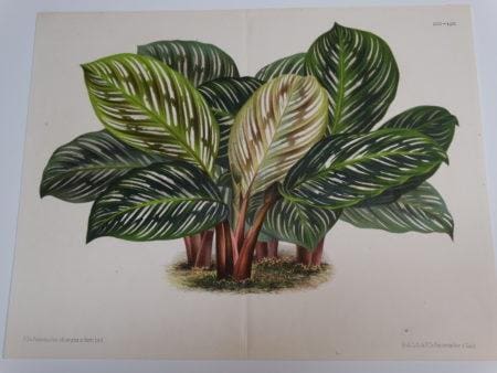 Beautiful 19th century lithograph of a house prayer plant.