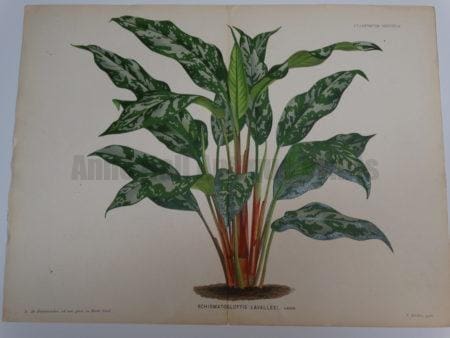 Striking plant artwork in brilliant colors applied from limestone plates.