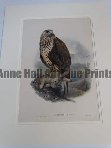 Archibuteo Lagopus Raptor Hawk or Ruff Legged Hawk with Rabbit.  A wonderful English hand colored lithograph published in London 1863-1873 for John Gould's monumental "The Birds of Great Britain. 