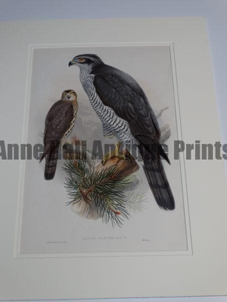 Gould Goshawk Astur Palumbarius.  A wonderful English hand colored lithograph published in London 1863-1873 for John Gould's monumental "The Birds of Great Britain. 