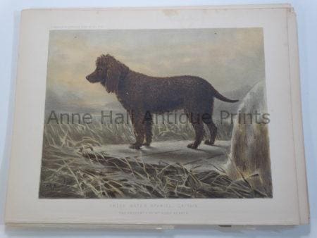 19th Century Irish Water Spaniel Captain Bloodline