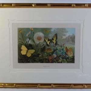 Three 19th Century American Insect Prints Framed