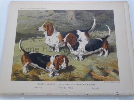 Antique Lithograph Bassett Hounds Famous Bloodlines $150.