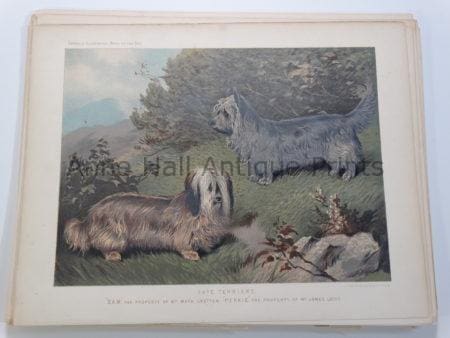 Antique Lithograph Skye Terriers Sam-Perkie Bloodlines