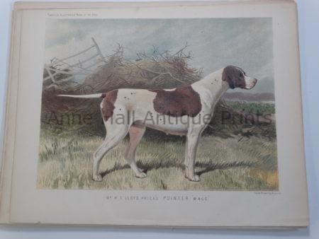 Antique Pointer Lithograph 1890 Breeding Bitch Wagg