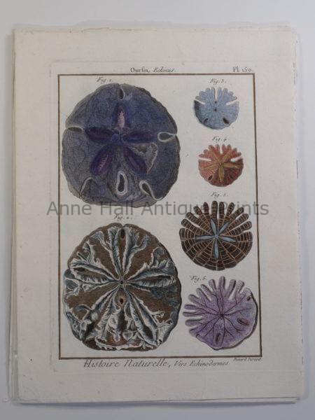Antique (18th century) Sand Dollars Engraving Seashells Lamarck plate 150