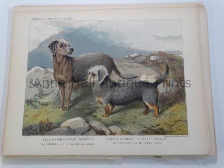 Bedlington Dandie Dinmont Terriers Antique Dog Lithograph