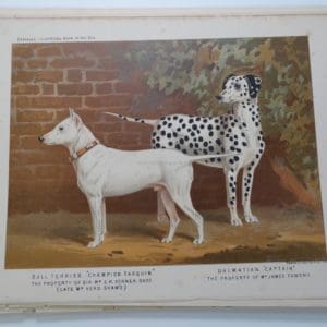 Bull Terrier Tarquin-Dalmatian Captain