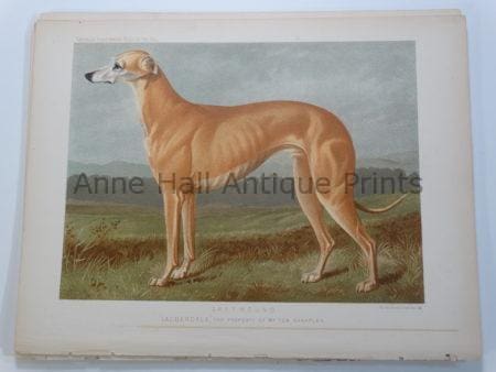 Cassell Original Lithograph Greyhound Lauderdale Bloodline