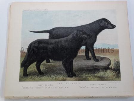 Cassell Retrievers Antique Lithograph Wavy Coated Retriever Dusk & Curly Coated Retriever Toby $150.