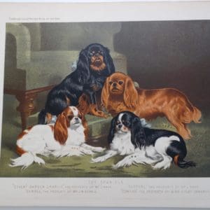 Cassells Toy Spaniels Antique Lithograph KCS King Charles $150.