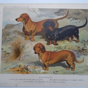 Dachshunds-Doxies Antique Lithograph