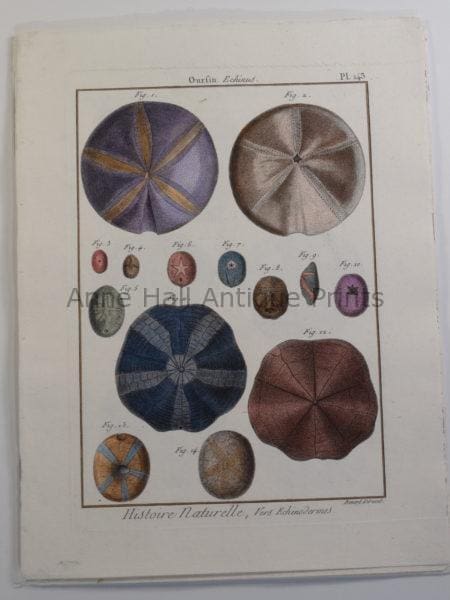 Seashells engraving sourced from 17th century encyclopedia "Histoire Naturelle".