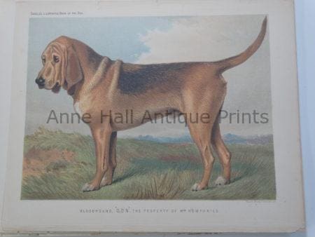 Fabulous Bloodhound Antique Print Bloodline Stud Don