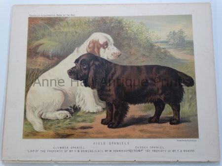 Field Spaniels Antique Lithograph Clumber-Sussex $125.