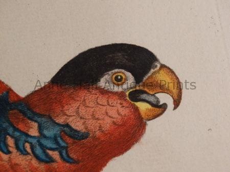 Decorative antique parrot hand colored engravings sourced from Sammlung Verschiedener Auslaendischer und Seltener Voegel. Offered framed and as loose plates.