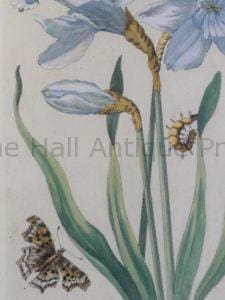 Insects prints over 100 years old. A closeup of caterpillars, pupa, and butterfly.
