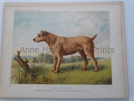 Irish Terrier Antique Lithograph Champion Sporter $125.