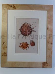 antique framed shell print