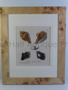 George Wolfgang Knorr Sea Shells Engraving framed, blond burlwood frame, sourced from Vernugen der Augen un des Gemuth.