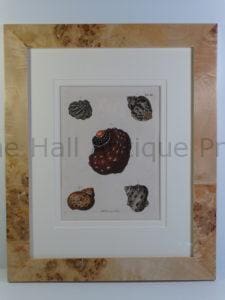 antique framed shell engraving, by George Wolfgang Knorr, Vernugen der Augen un des Gemuth