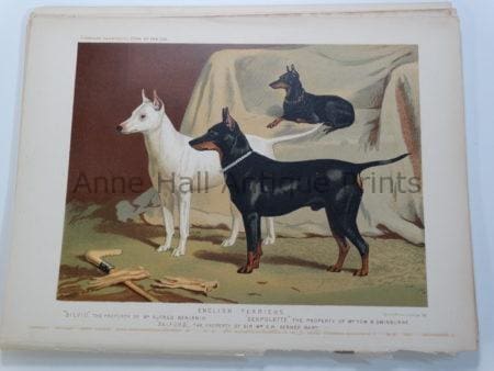 Manchester Terriers Antique Lithograph of Dogs