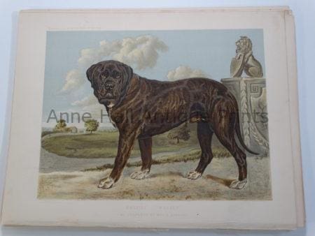 Mastiff Bloodline Antique Lithograph Stud Wolsey