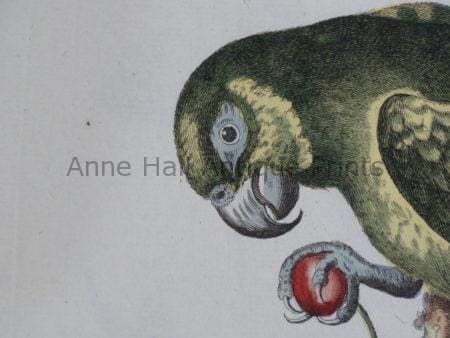 old antique parrot prints