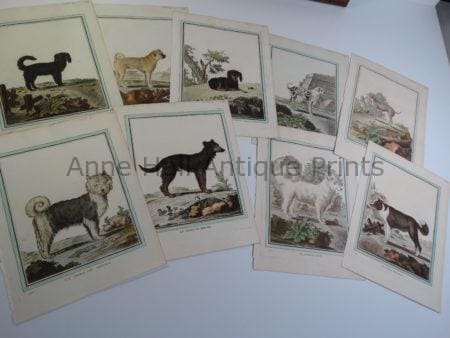 Rare collections of Compte de Buffon Cat-Dog Engravings