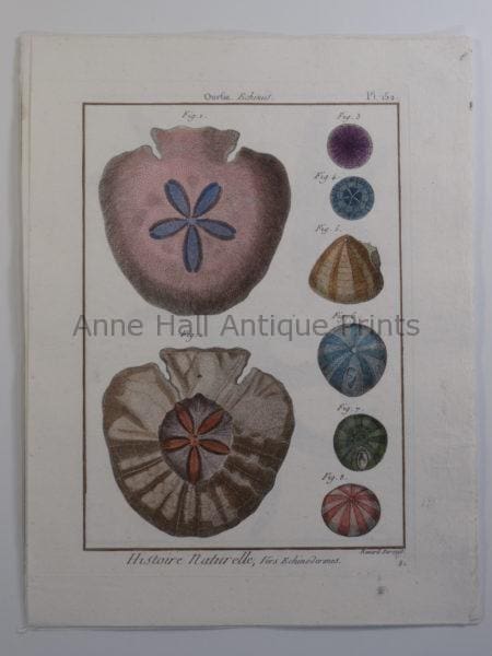 Sand Dollars French Engraving over 100 years old, Lamarck seashells, from Histoire Naturelle, plate 152.