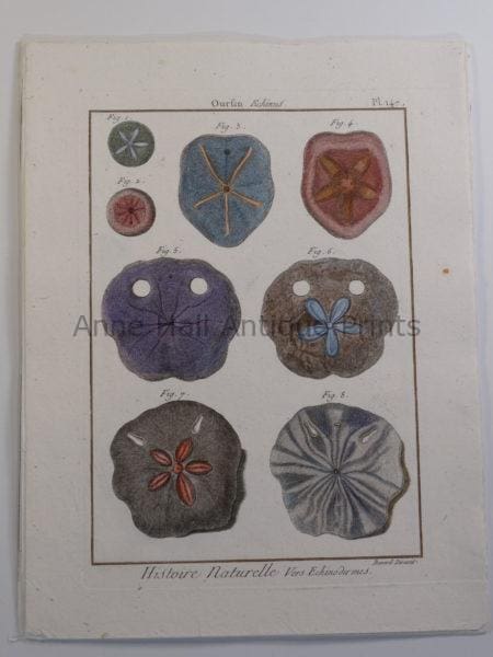 18th century engraving of sand dollars seashells plate 147 from "Histoire Naturelle".