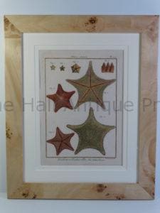 antique framed shell print