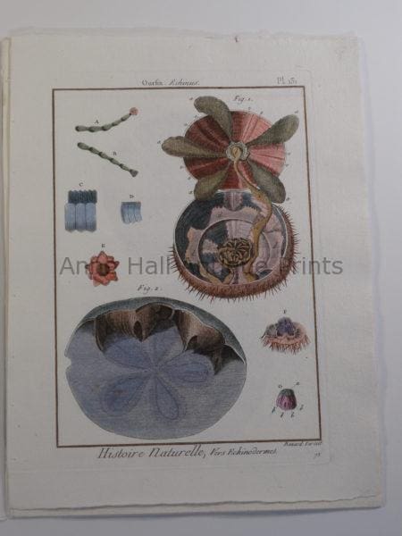 Lamarck seashells engraving of sand dollars anatomy from "Histoire Naturelle," 18th century bookplate.
