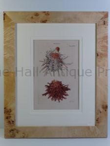 antique framed shell print